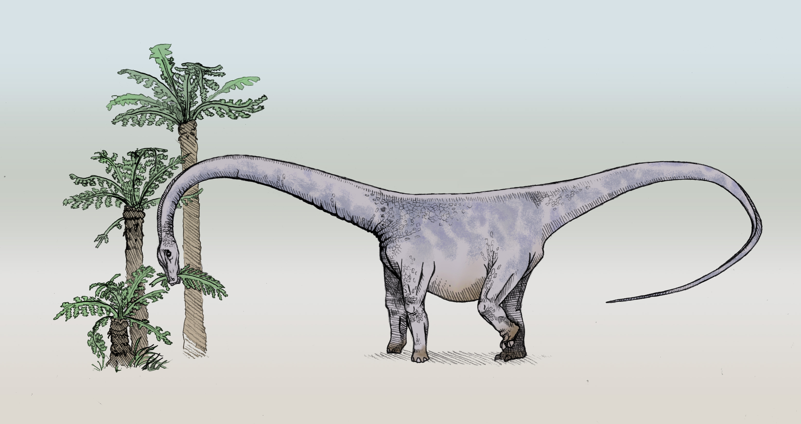 An artist sketch of the long-neck sauropod dinosaur Barosaurus