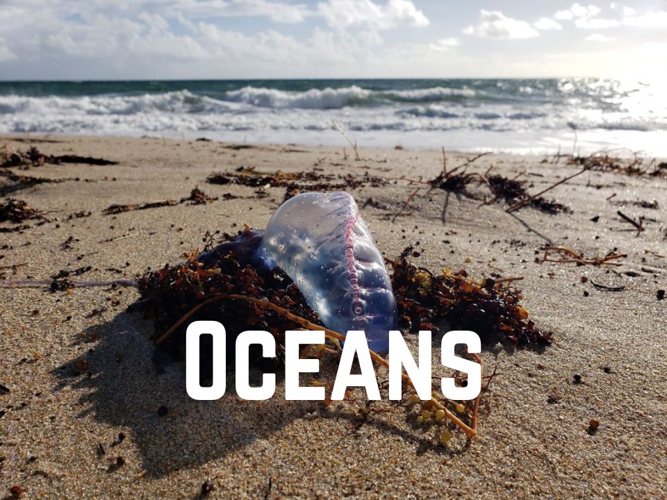 visit Oceans news