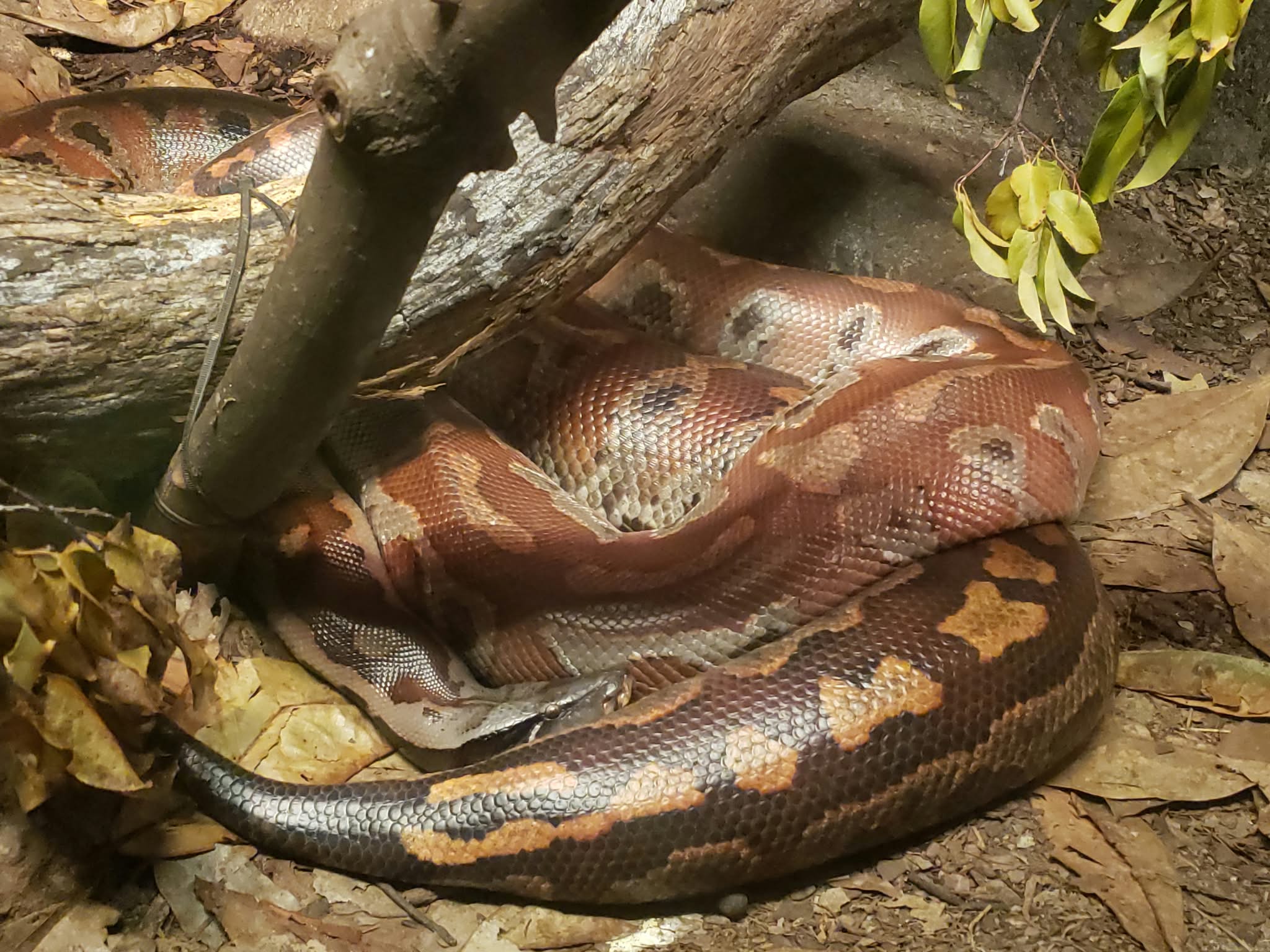 A blood Python in a zoo.