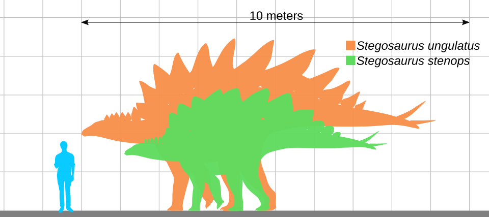 A size comparison between Stegosaurus and a human.