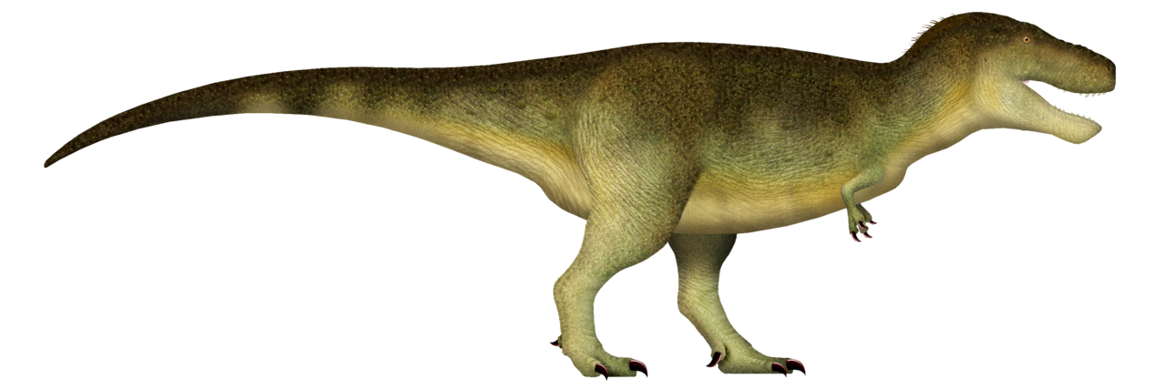 The theropod dinosaur Tyrannosaurus.
