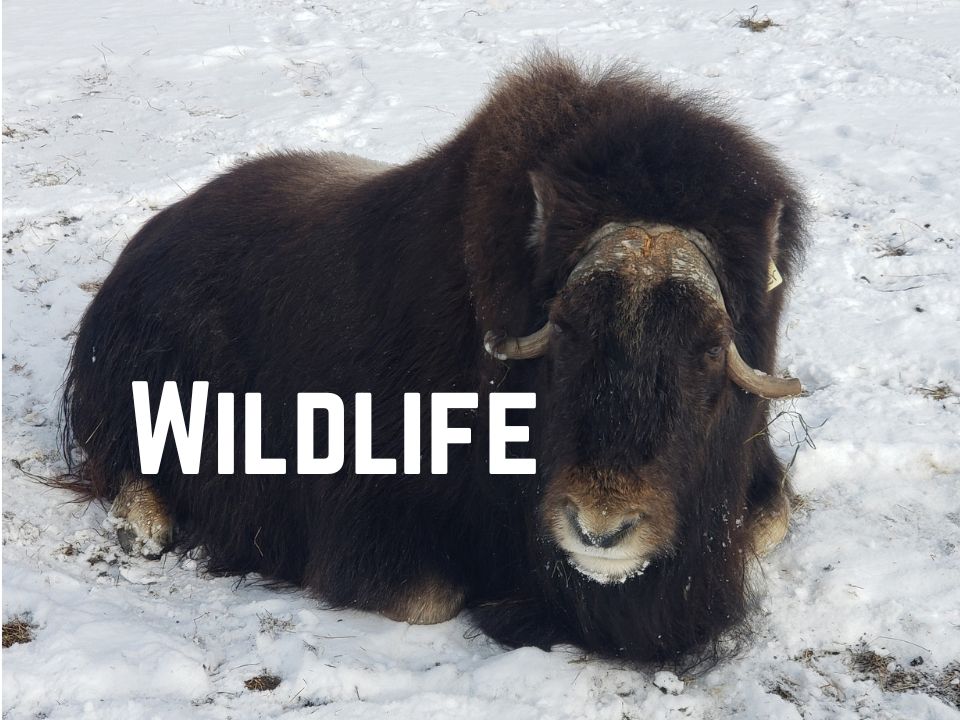 visit Wildlife news