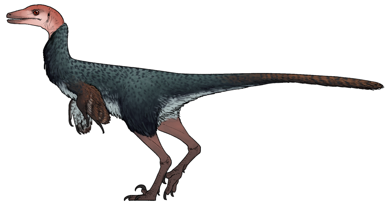 The theropod dinosaur Xenovenator.