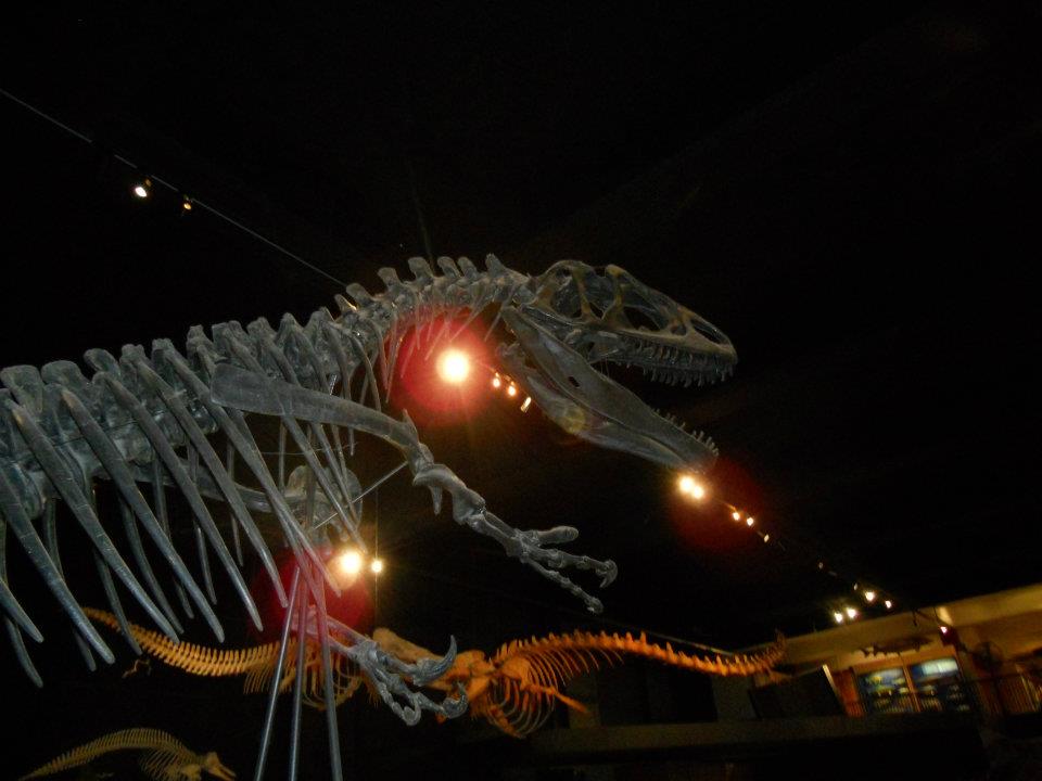 An Allosaurus dinosaur skeleton at a museum
