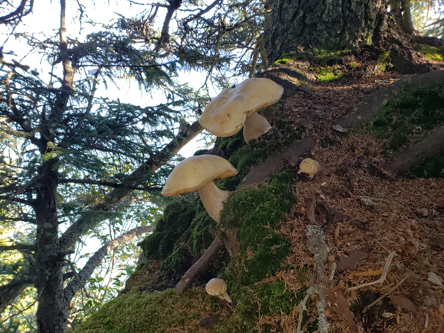 Bolete mushrooms growing on a forested cliff side