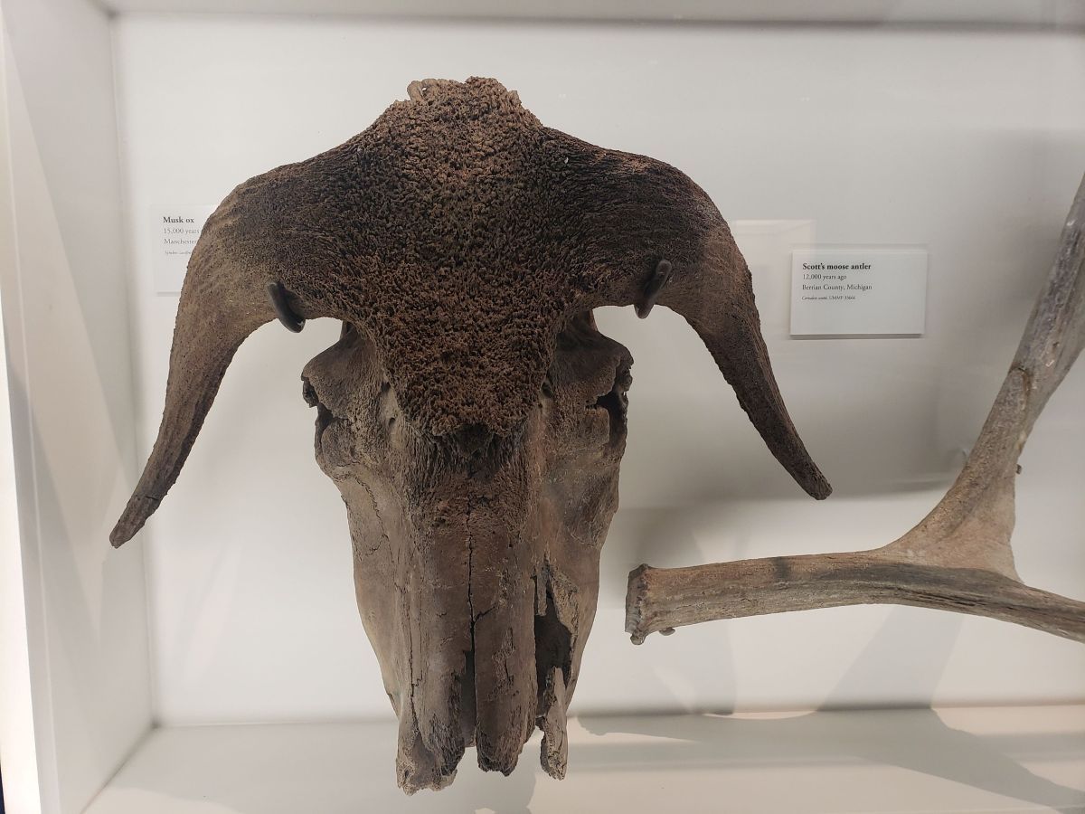 A fossilized muskox skull in a museum gallery.