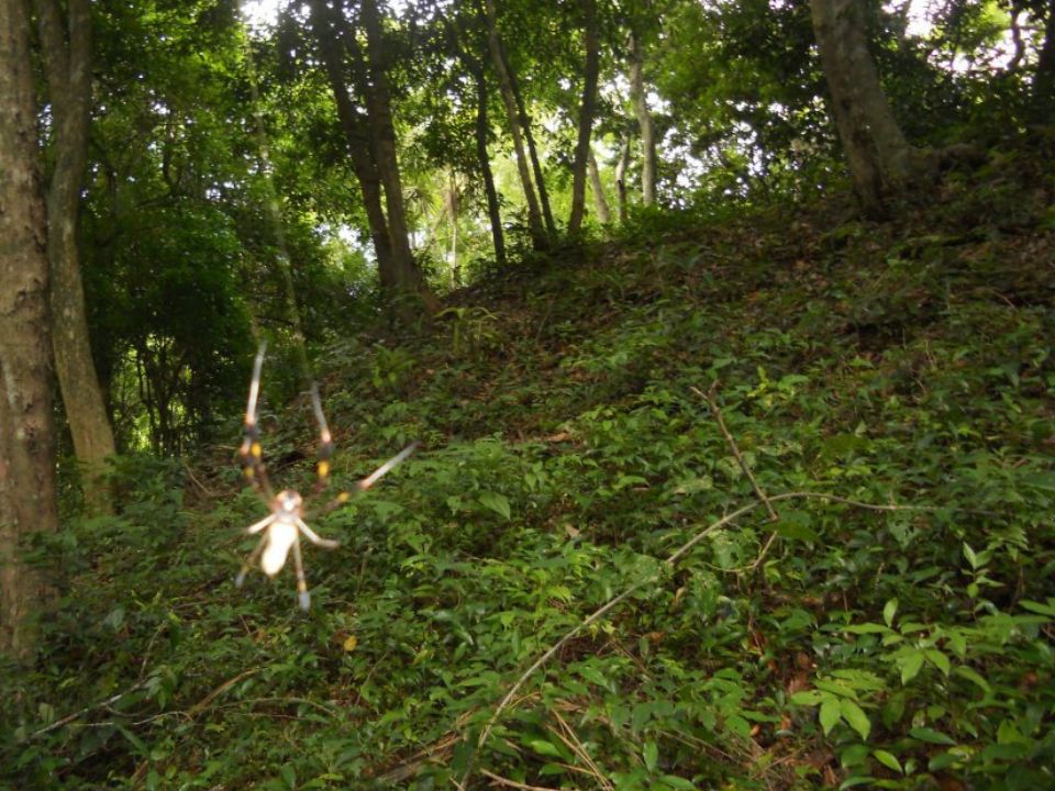 A golden silk orb weaver spider in the jungle