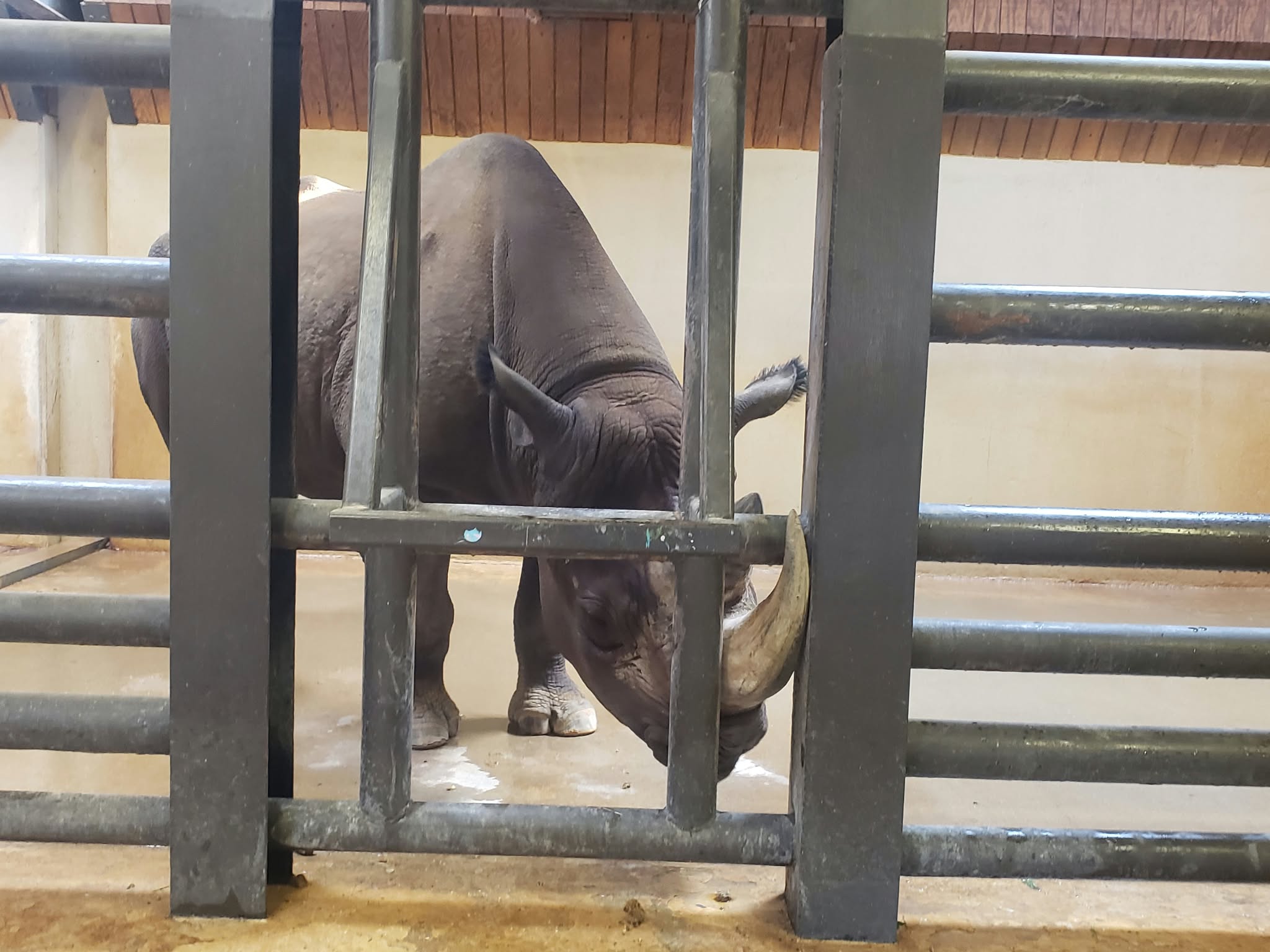 A rhino in a zoo enclosure